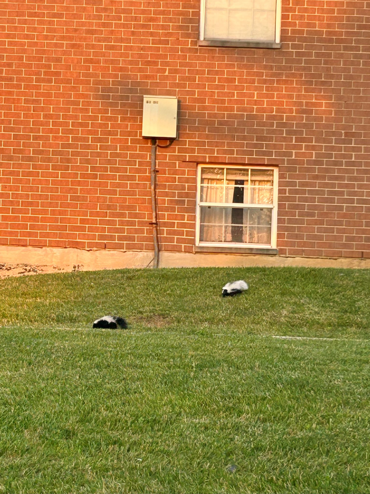 Image of two small skunks walking on a small grassy hill.